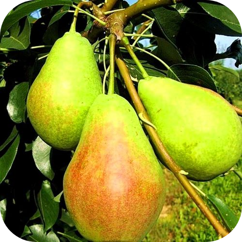 Груша "Аллегро" Груша "Аллегро"